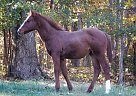 Quarter Horse - Horse for Sale in Monticello, KY 42633 Quarter Horse - Horse for Sale in Monticello, KY 42633