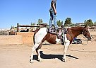 Paint Mare for Sale in Scenic, Arizona Paint Mare for Sale in Scenic, Arizona
