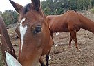 Tennessee Walking - Horse for Sale in Camilla, GA 31730 Tennessee Walking - Horse for Sale in Camilla, GA 31730