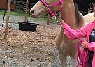 TW/QTR Filly Carmel