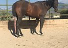 13yr old Grade Mare Magic