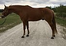 Liberty Knight - Gelding in Pendleton, SC Liberty Knight - Gelding in Pendleton, SC