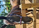 Tennessee Walking - Horse for Sale in Rougemont, NC 27572 Tennessee Walking - Horse for Sale in Rougemont, NC 27572