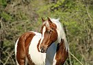 Paint Pony - Horse for Sale in , TX 79932