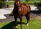 Appendix - Horse for Sale in EL PASO, TX 79932