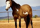 Paint - Horse for Sale in EL PASO, TX 79932