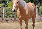 Quarter Horse - Horse for Sale in EL PASO, TX 79932