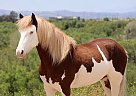 Pony - Horse for Sale in EL PASO, TX 79932