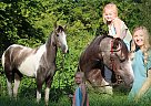 Other - Horse for Sale in Rockholds, KY 40759 Other - Horse for Sale in Rockholds, KY 40759