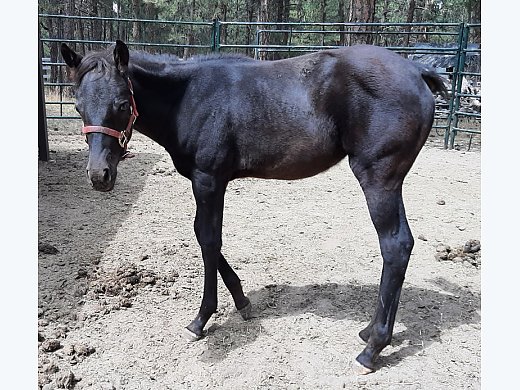 Appaloosa For Sale