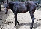 Appaloosa - Horse for Sale in Elbert, CO 80106