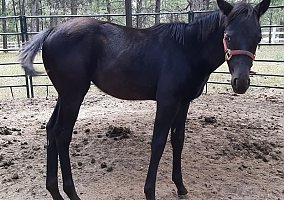 Appaloosa (Appaloosa, Mare) in Elbert, CO