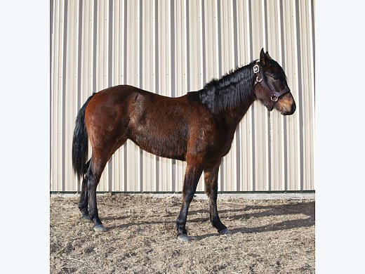 AQH Sugar Doll (AKA Janey)