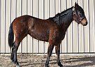 Quarter Horse - Horse for Sale in Riverton, WY 82501 Quarter Horse - Horse for Sale in Riverton, WY 82501
