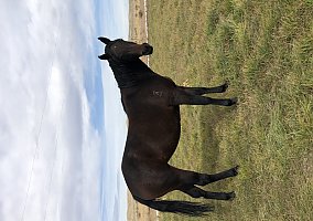 Quarter Horse (Quarter Horse, Mare) in Riverton, WY