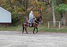Ruby - Mare in Wykoff, MN Ruby - Mare in Wykoff, MN