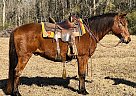 Quarter Horse - Horse for Sale in Wv, WV 25705 Quarter Horse - Horse for Sale in Wv, WV 25705
