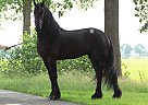 Friesian - Horse for Sale in San Francisco, CA 94114 Friesian - Horse for Sale in San Francisco, CA 94114