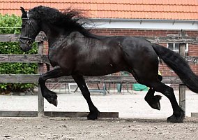 Friesian (Friesian, Gelding) in San Francisco, CA