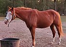 Ariat - Gelding in Plain Dealing, LA Ariat - Gelding in Plain Dealing, LA