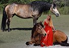 Friesian - Horse for Sale in Eatonton, GA 31024 Friesian - Horse for Sale in Eatonton, GA 31024