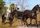 Friesian - Horse for Sale in Hesperia, MI 49421 Friesian - Horse for Sale in Hesperia, MI 49421