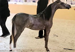 Shetland Pony (Shetland Pony, Mare) in Denison, TX