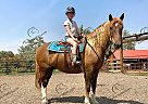 Buttons - Gelding in Fort Collins, CO Buttons - Gelding in Fort Collins, CO