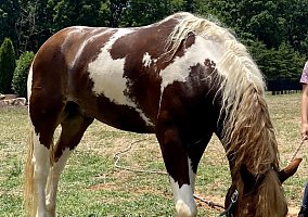 Gypsy Vanner (Gypsy Vanner, Gelding) in Davidson, NC