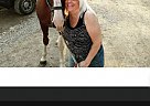 Tennessee Walking - Horse for Sale in Houlton, ME 04730