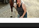 Tennessee Walking - Horse for Sale in Houlton, ME 04730 Tennessee Walking - Horse for Sale in Houlton, ME 04730
