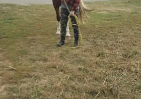 Tennessee Walking (Tennessee Walking, Gelding) in Houlton, ME