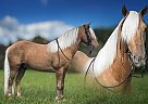 Kentucky Mountain - Horse for Sale in Jeffersonville, KY 40337 Kentucky Mountain - Horse for Sale in Jeffersonville, KY 40337