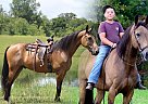 Kentucky Mountain - Horse for Sale in Strunk, KY 42649 Kentucky Mountain - Horse for Sale in Strunk, KY 42649