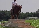 Brody - Gelding in Bay City, MI Brody - Gelding in Bay City, MI