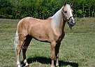 Kentucky Mountain - Horse for Sale in PARKHILLS, MO 63601 Kentucky Mountain - Horse for Sale in PARKHILLS, MO 63601