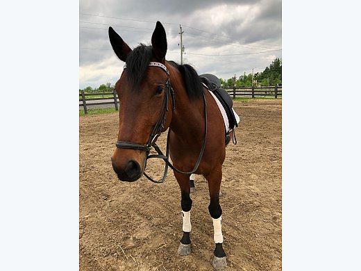 Lovely Quarter Horse X for Sale
