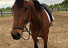 Other - Horse for Sale in Cumberland, ON K4C1G1