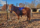 Miniature - Horse for Sale in Barnett, MO 65011 Miniature - Horse for Sale in Barnett, MO 65011
