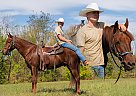 Missouri Fox Trotter - Horse for Sale in , MO 65810 Missouri Fox Trotter - Horse for Sale in , MO 65810