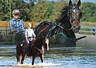 Morgan - Horse for Sale in Hesperia, MI 49421 Morgan - Horse for Sale in Hesperia, MI 49421