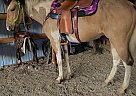 Cashin Kaz 14 - Gelding in Brandon, MB Cashin Kaz 14 - Gelding in Brandon, MB