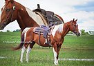 Paint - Horse for Sale in Pine Knot, KY 42635 Paint - Horse for Sale in Pine Knot, KY 42635