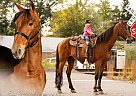 Racking - Horse for Sale in Sweetwater, TN 37874 Racking - Horse for Sale in Sweetwater, TN 37874