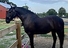 Friesian - Horse for Sale in Davidson, NC 28036
