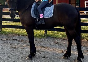 Friesian (Friesian, Gelding) in Davidson, NC