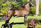 Rocky Mountain - Horse for Sale in TOMPKINSVILLE, KY 42167 Rocky Mountain - Horse for Sale in TOMPKINSVILLE, KY 42167