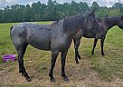Bluebell - Mare in Plain Dealing, LA Bluebell - Mare in Plain Dealing, LA