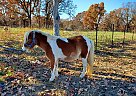 Miniature - Horse for Sale in Barnett, MO 65011 Miniature - Horse for Sale in Barnett, MO 65011
