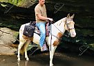 Precious - Mare in Rockholds, KY Precious - Mare in Rockholds, KY